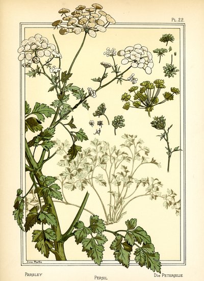 The Parsley by Anna Martin